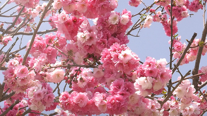 实拍盛开的日本樱花高清视频素材