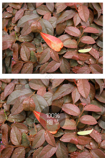树叶落叶秋天红叶落叶堆秋叶摄影图片