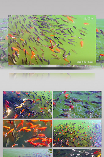 实拍千条红鲤鱼黑鲤鱼聚集高清视频素材图片