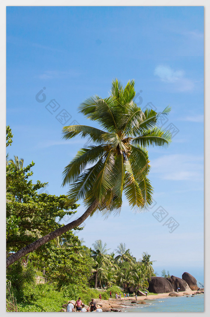 海南三亚椰树照片