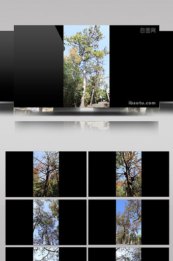 竖拍百年古树高清视频素材图片