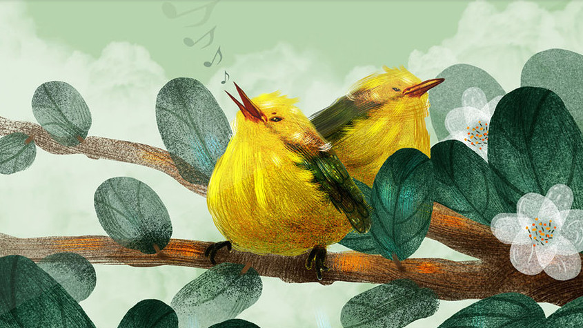 白色春分黄鹂鸟唱歌gif插画图片