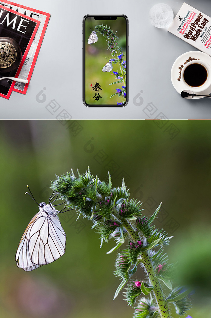 美丽蝴蝶自然风光春分时节手机配图