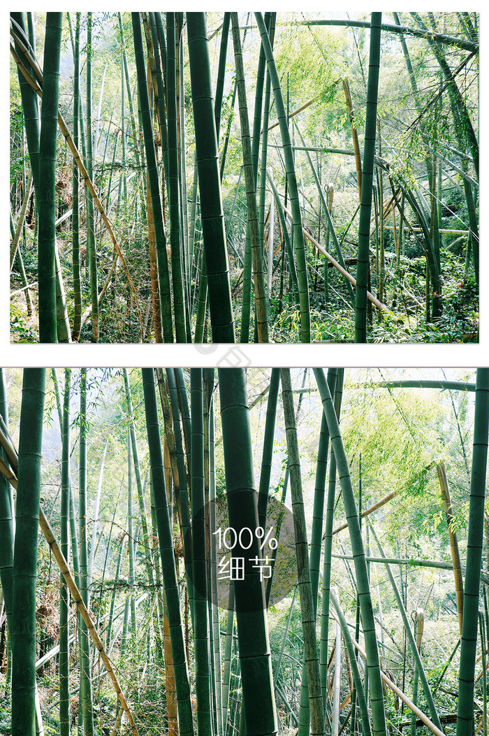 绿色自然竹林系列摄影图片