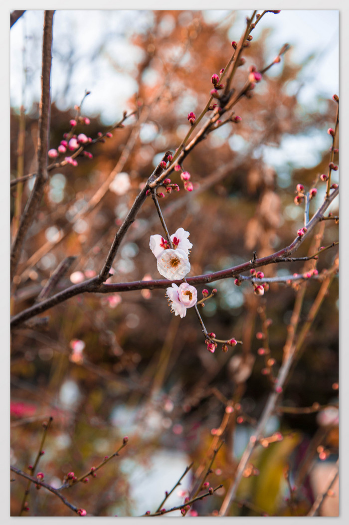 冬日梅花摄影图片