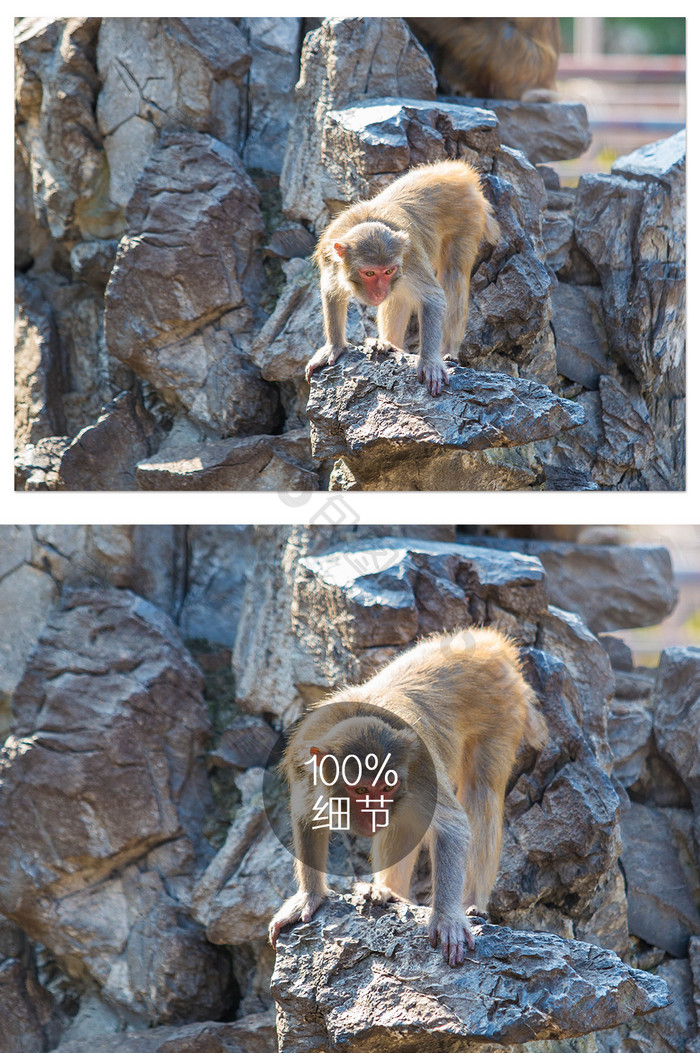 猴山上的猴子摄影图片