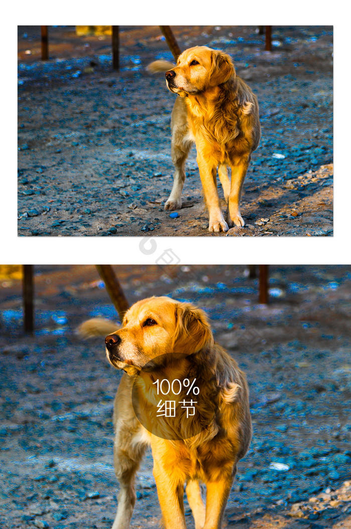 黄色蓝色深情动物狗形象摄影图片