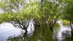 被洪水淹没的柳树