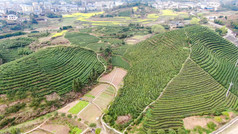 茶叶茶园种植基地