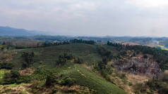 茶叶茶园种植基地