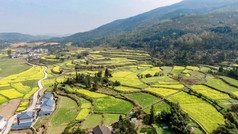 大气油菜花梯田风光