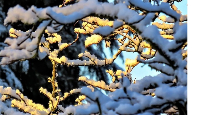 厚雪压断树枝的音效