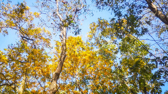 风景秋天枯黄树枝树叶植物