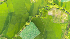 俯拍绿色农田农业种植