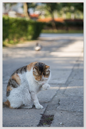 广场上的猫摄影图片