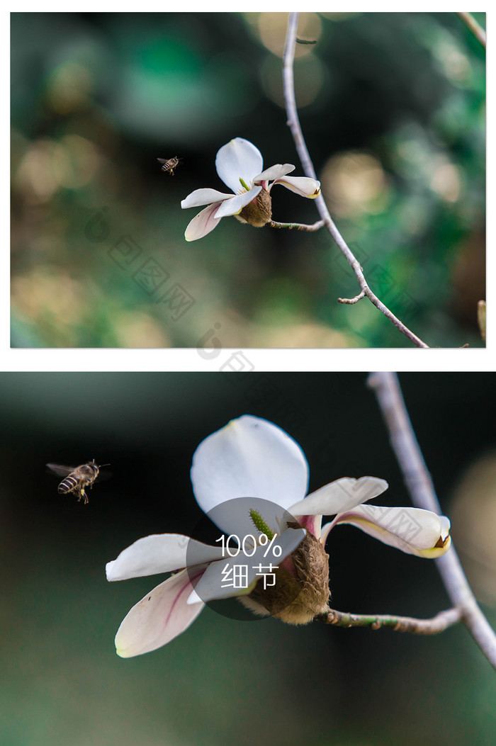 杜鹃花季杜鹃花海报杜鹃花节图片