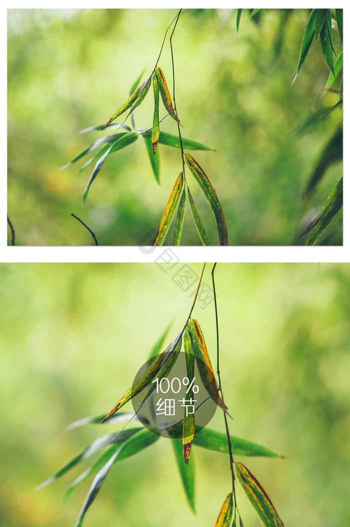 清新竹林竹叶摄影图图片
