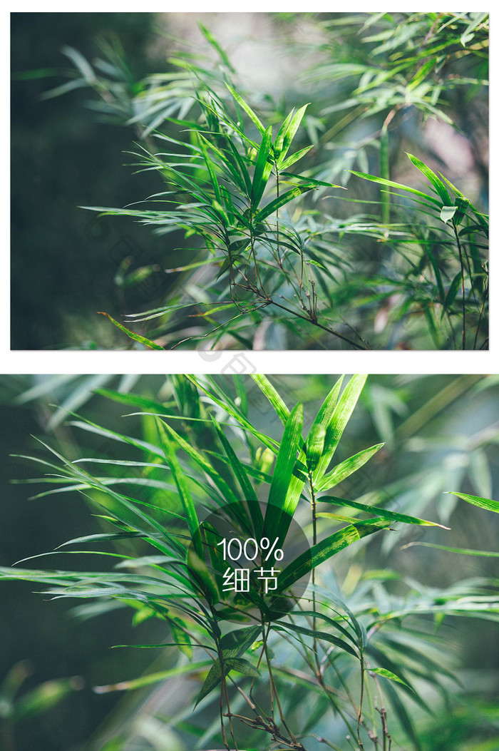 大气竹叶竹林摄影图