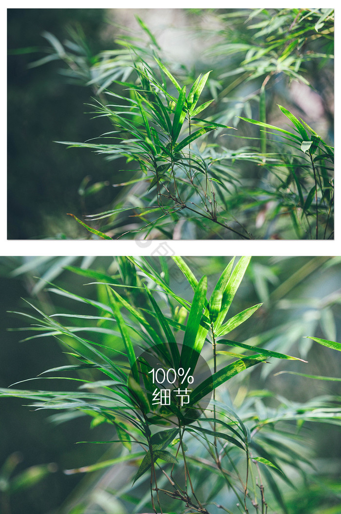大气竹叶竹林摄影图图片