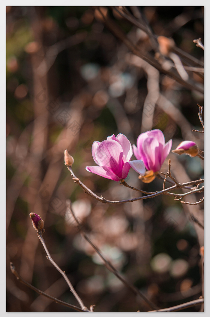 杜鹃花季杜鹃花海报杜鹃花节图片