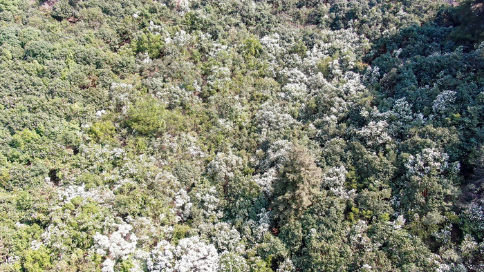 大自然野生白色山茶花盛开