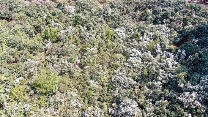 大自然野生白色山茶花盛开