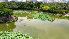 福建泉州西湖公园荷花盛开