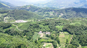 高山茶叶种植基地