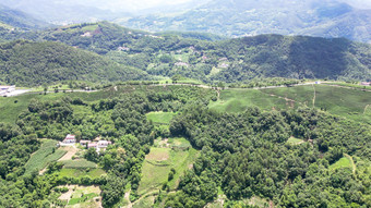 高山茶叶种植基地