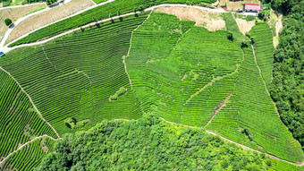 高山茶叶种植基地