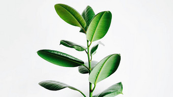 【僵尸】图片_僵尸素材下载