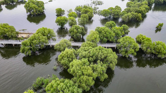 湖南<strong>岳阳洞庭湖</strong>水上植物森林