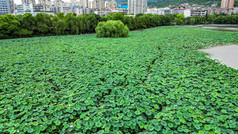 绿色植物荷花荷叶