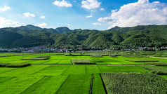 绿油油杂交水稻种植农田乡村