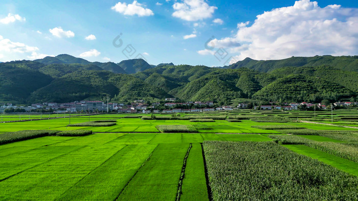 绿油油杂交水稻种植农田乡村