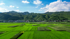 绿油油杂交水稻种植农田乡村