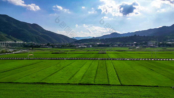 绿油油杂交水稻种植农田乡村