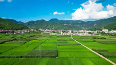 绿油油杂交水稻种植农田乡村