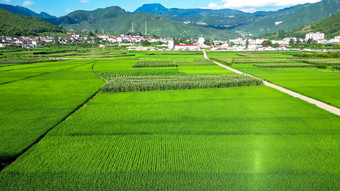 绿油油杂交<strong>水稻</strong>种植农田乡村