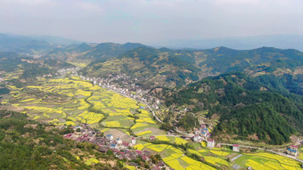 南方乡村田园油菜花盛开