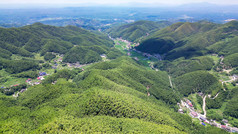 南岳衡山竹林