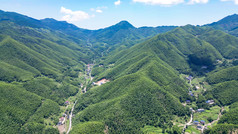 南岳衡山竹林