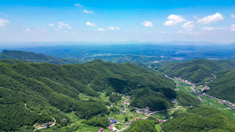 南岳衡山竹林