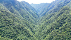 深山大峡谷森林植物