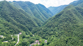 深山大峡谷森林植物