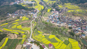 乡村田园金黄油菜花