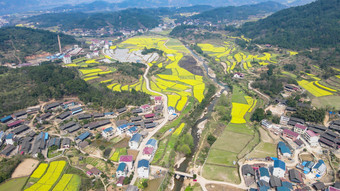 乡村田园金黄油菜花