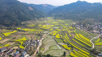 乡村田园金黄油菜花