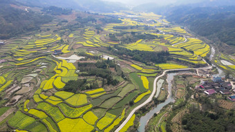 乡村田园金黄油菜花