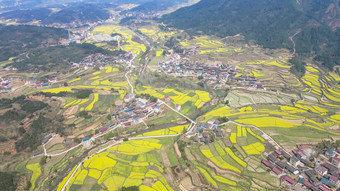 乡村田园金黄油菜花